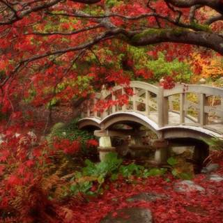 Autumn Macbook Pro wallpaper