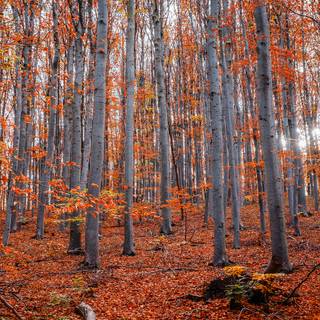 Autumn days 4k wallpaper