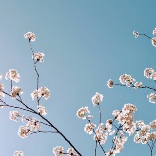 Blue vibe computer wallpaper