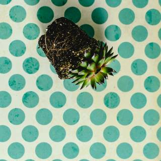 iPhone mint green wallpaper