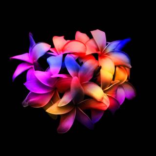 Black flower 4k wallpaper