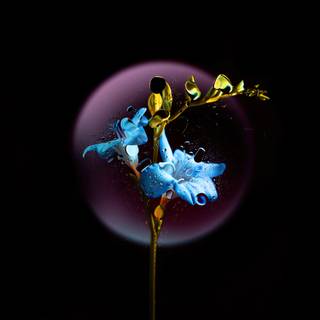 Black flower 4k wallpaper