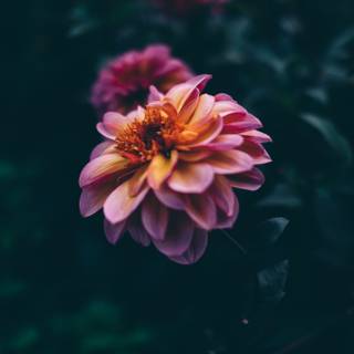 Black flower 4k wallpaper