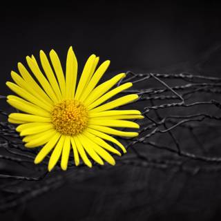 Black flower 4k wallpaper