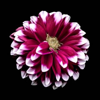 Black flower 4k wallpaper