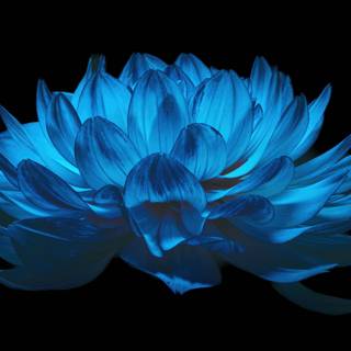 Black flower 4k wallpaper