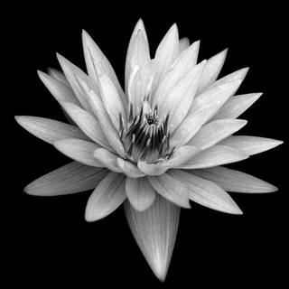 Black flower 4k wallpaper