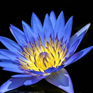 Blue flowers phone wallpaper