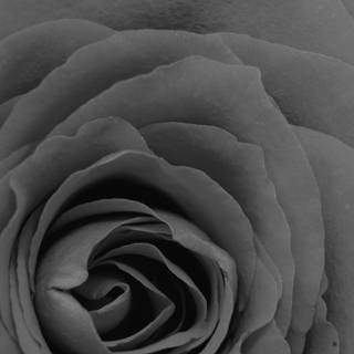 Black flower 4k wallpaper