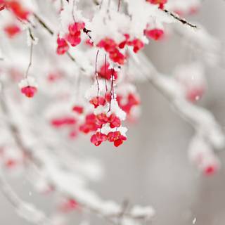 Winter fruit wallpaper