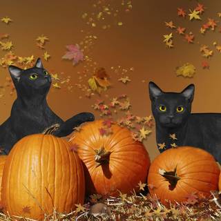 Autumn black cats wallpaper
