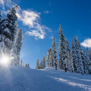 1366x768 winter wallpaper