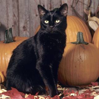 Autumn black cats wallpaper