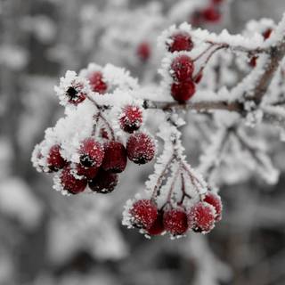 Winter fruit wallpaper