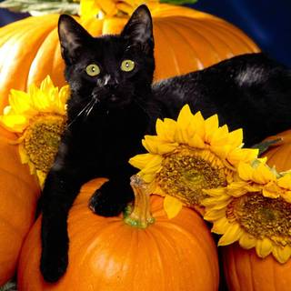 Autumn black cats wallpaper