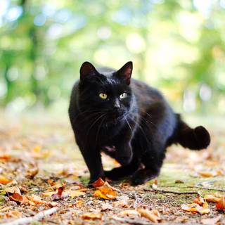 Autumn black cats wallpaper