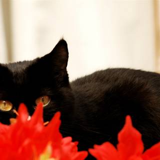 Autumn black cats wallpaper