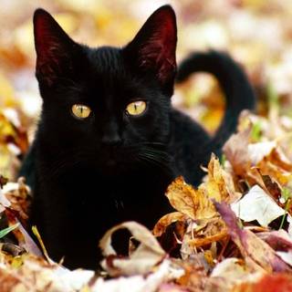 Autumn black cats wallpaper