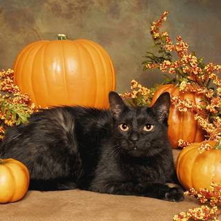 Autumn black cats wallpaper