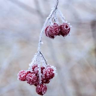 Winter fruit wallpaper