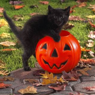 Autumn black cats wallpaper