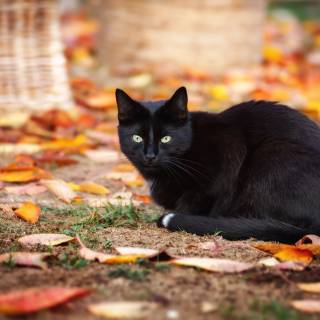 Autumn black cats wallpaper