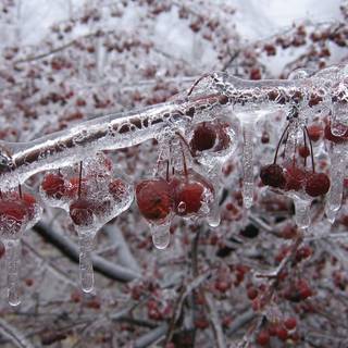 Winter fruit wallpaper