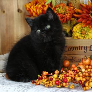 Autumn black cats wallpaper