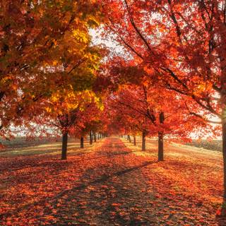 1440x900 autumn wallpaper