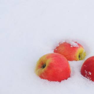 Winter fruit wallpaper