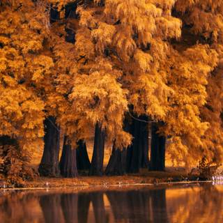 1440x900 autumn wallpaper