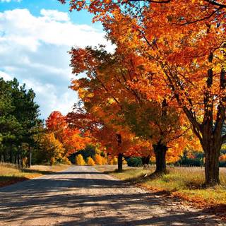 1440x900 autumn wallpaper