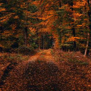 Path autumn wallpaper