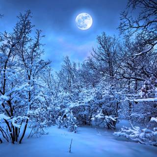 1366x768 winter wallpaper