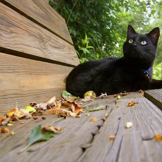 Autumn black cats wallpaper