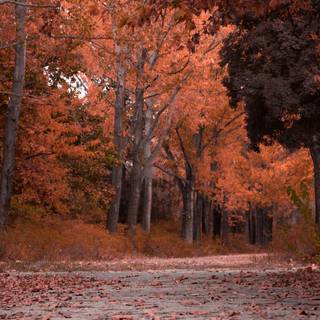 1440x900 autumn wallpaper