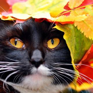 Autumn black cats wallpaper