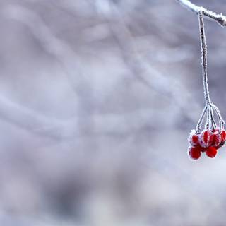 Winter fruit wallpaper