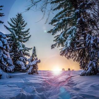 1366x768 winter wallpaper