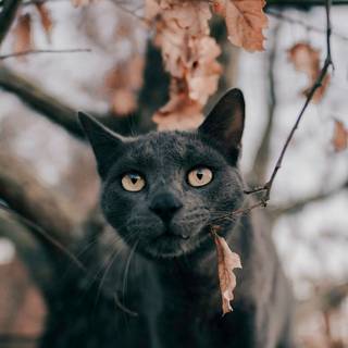 Autumn black cats wallpaper
