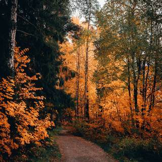 Path autumn wallpaper