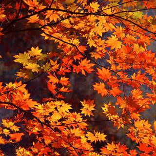 1440x900 autumn wallpaper