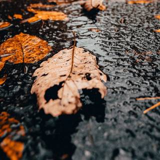 1440x900 autumn wallpaper