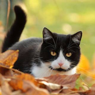 Autumn black cats wallpaper