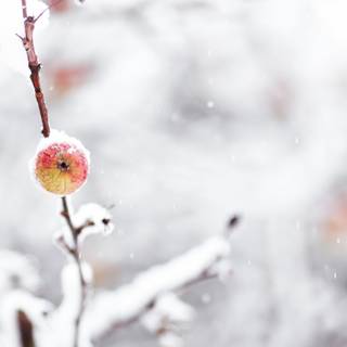 Winter fruit wallpaper