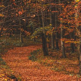 Path autumn wallpaper