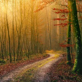 Path autumn wallpaper