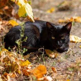 Autumn black cats wallpaper