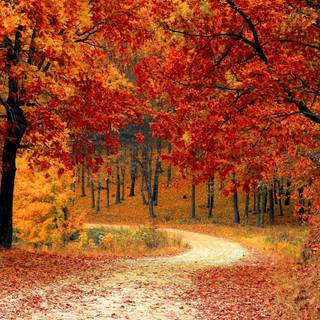 1440x900 autumn wallpaper