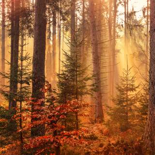 Path autumn wallpaper